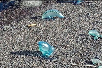 Piden precaución y evitar el baño en varias playas de Gáldar tras detectar ejemplares de carabela portuguesa