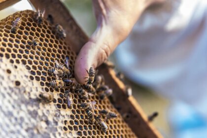 Las abejas podrían ser el futuro de la fabricación de chips