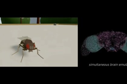 Científicos suben el cerebro de una mosca a Matrix, para que controle un cuerpo virtual