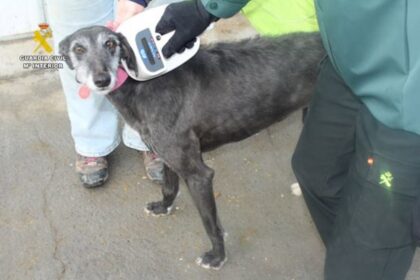 Investigan a un veterinario de Valladolid por irregularidades en microchips y cartillas de una veintena de galgos