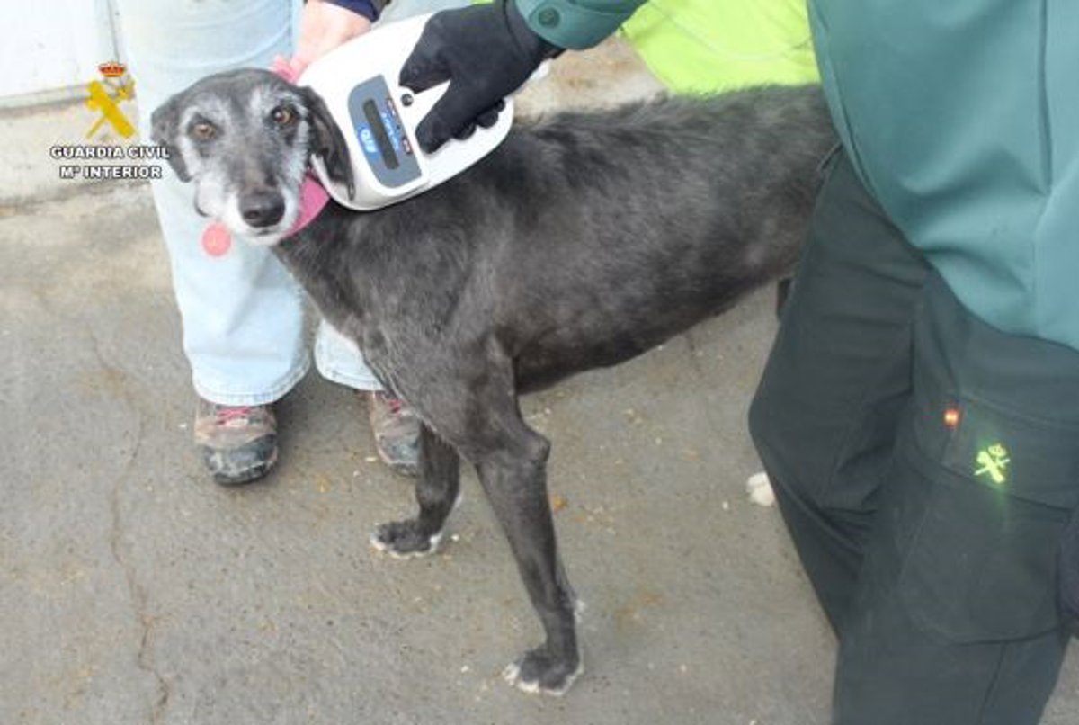 Investigan a un veterinario de Valladolid por irregularidades en microchips y cartillas de una veintena de galgos