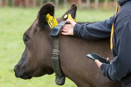 Un millón de vacas llevan un collar solar inteligente en Nueva Zelanda y Estados Unidos, ¿para qué sirve?