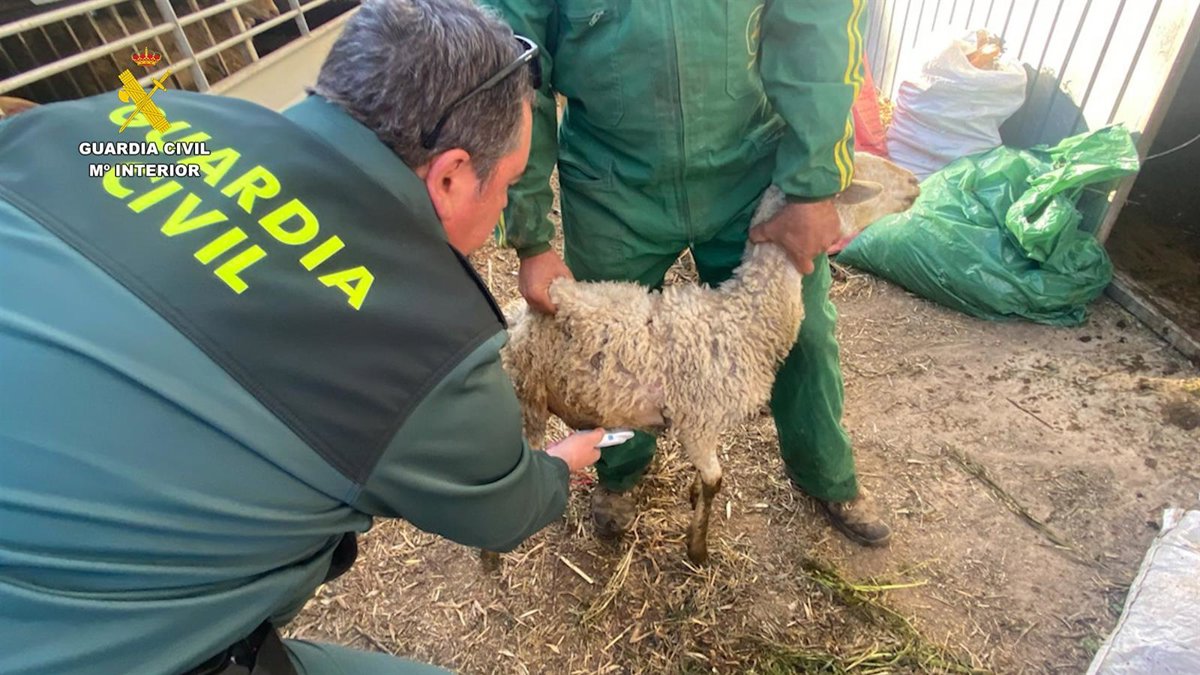 La Guardia Civil detiene a dos personas por robar ganado en granjas de la comarca del Noroeste