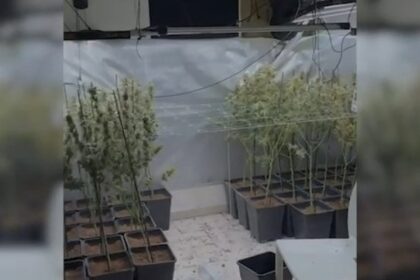 Detenidas 14 personas por el cultivo de marihuana en la zona norte de Madrid