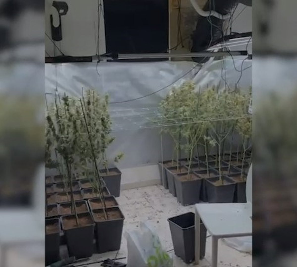 Detenidas 14 personas por el cultivo de marihuana en la zona norte de Madrid