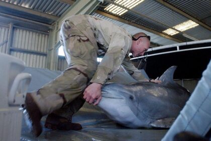 Delfines en cautiverio, entrenados para misiones militares