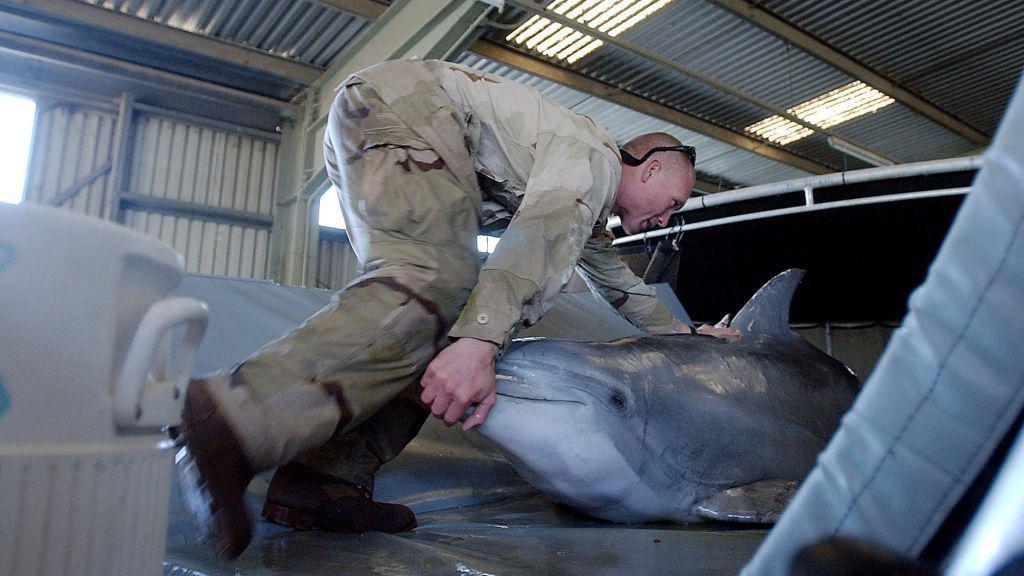 Delfines en cautiverio, entrenados para misiones militares
