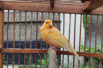 Una imagen de una trampa para pájaros con un canario en el centro, simbolizando la trampa del canario usada en contraespionaje