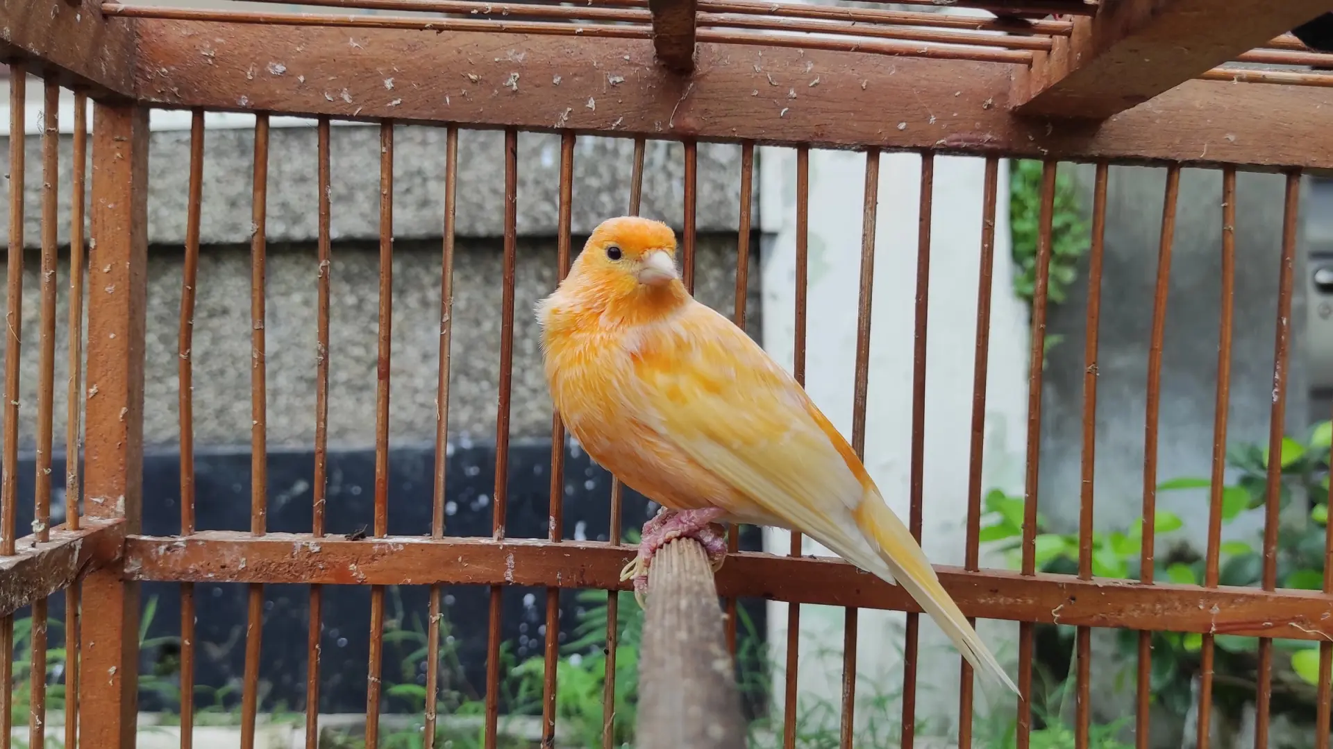 Una imagen de una trampa para pájaros con un canario en el centro, simbolizando la trampa del canario usada en contraespionaje