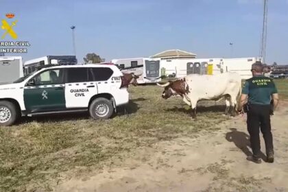 La Guardia Civil consigue controlar a dos bueyes desbocados en la aldea de El Rocío (Almonte, Huelva)