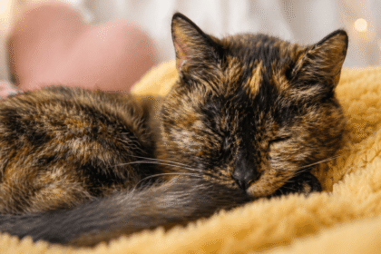 Tiene 30 años y es récord mundial: el gato que desafía el paso del tiempo