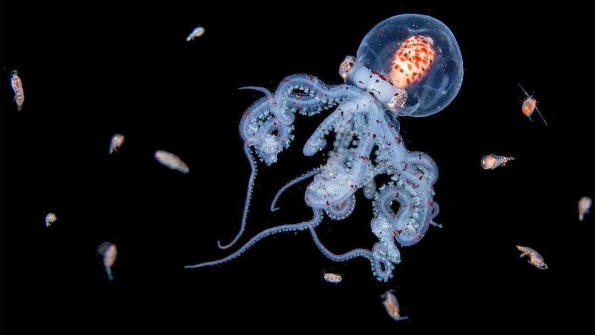 Jialing Cai buceando en aguas oscuras con criaturas marinas iluminadas por su cámara